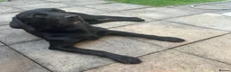 Labrador Retriever dogs for sale: KC Reg Labrador Retriever Puppies Health Tested in Melton Mowbray - Advert 8