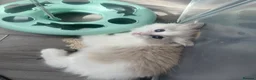 Ragdoll cats for sale: 🤍 READY NOW Lilac Mink Bicolour Cherubim Girl 🤍 - Advert 9