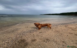 Golden Retriever dogs for stud: Fox red retriever for stud - IKC registered  - Image 9