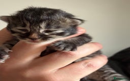 Siberian cats for sale: Exceptional Siberian Kittens - Waiting List Open - Image 11