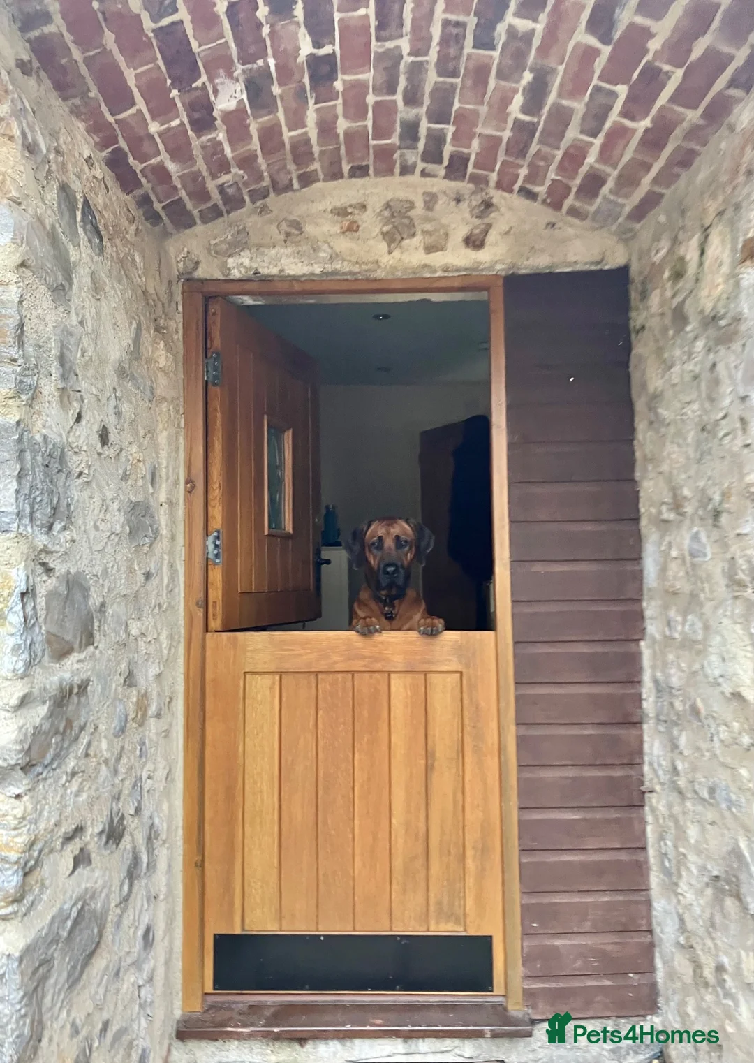 Rhodesian Ridgeback dogs for stud: Athletic RR for stud  - Advert 2