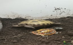 Tortoise reptiles for sale: 2x Horsefield Torts w/enclosures *collection only* - Image 5