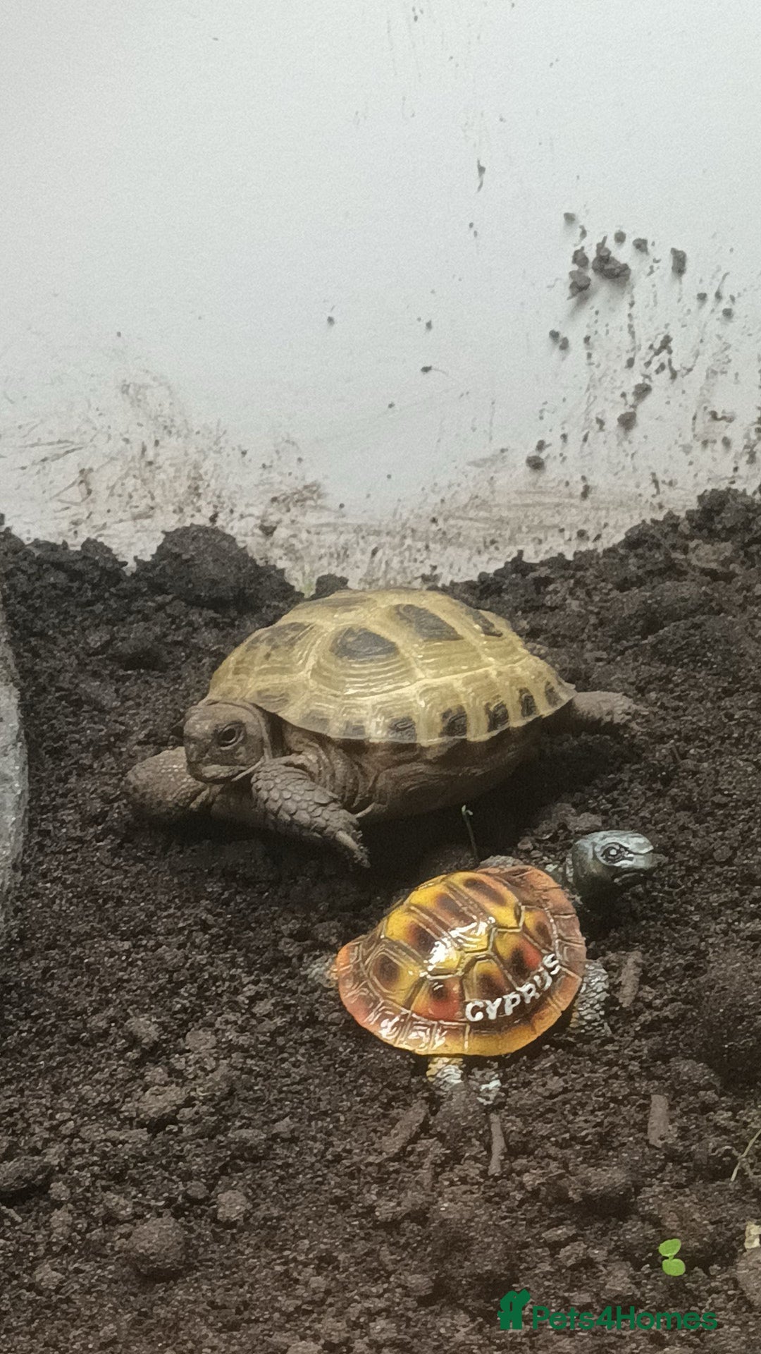 Tortoise reptiles for sale: 2x Horsefield Torts w/enclosures *collection only* - Image 5