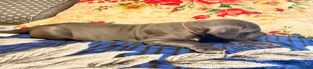 Rose - pink collar 