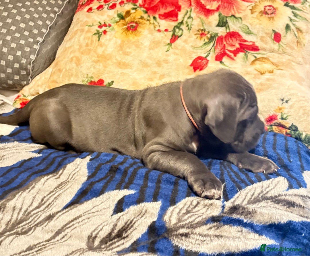Cane Corso dogs for sale:  Pure breed Cane Corso  Puppies Looking for Homes  - Image 20
