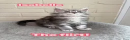 Maine Coon cats for sale: Maine coon TICA black silver tabbies  - Advert 9