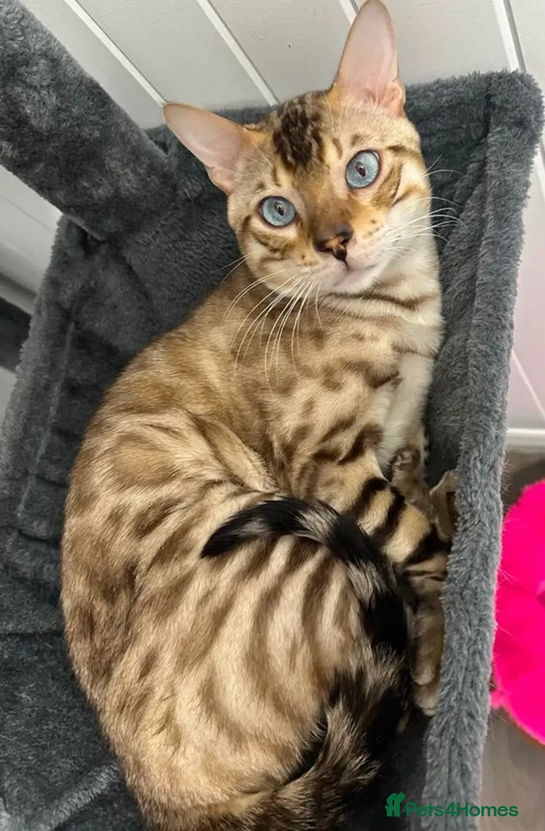 Bengal cats for sale: Classic Bengal Beauty & Loving Temperament in Glasgow - Advert 5