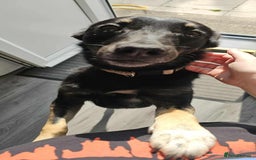 Mixed Breed dogs for adoption: Meet Roxy  - Image 2