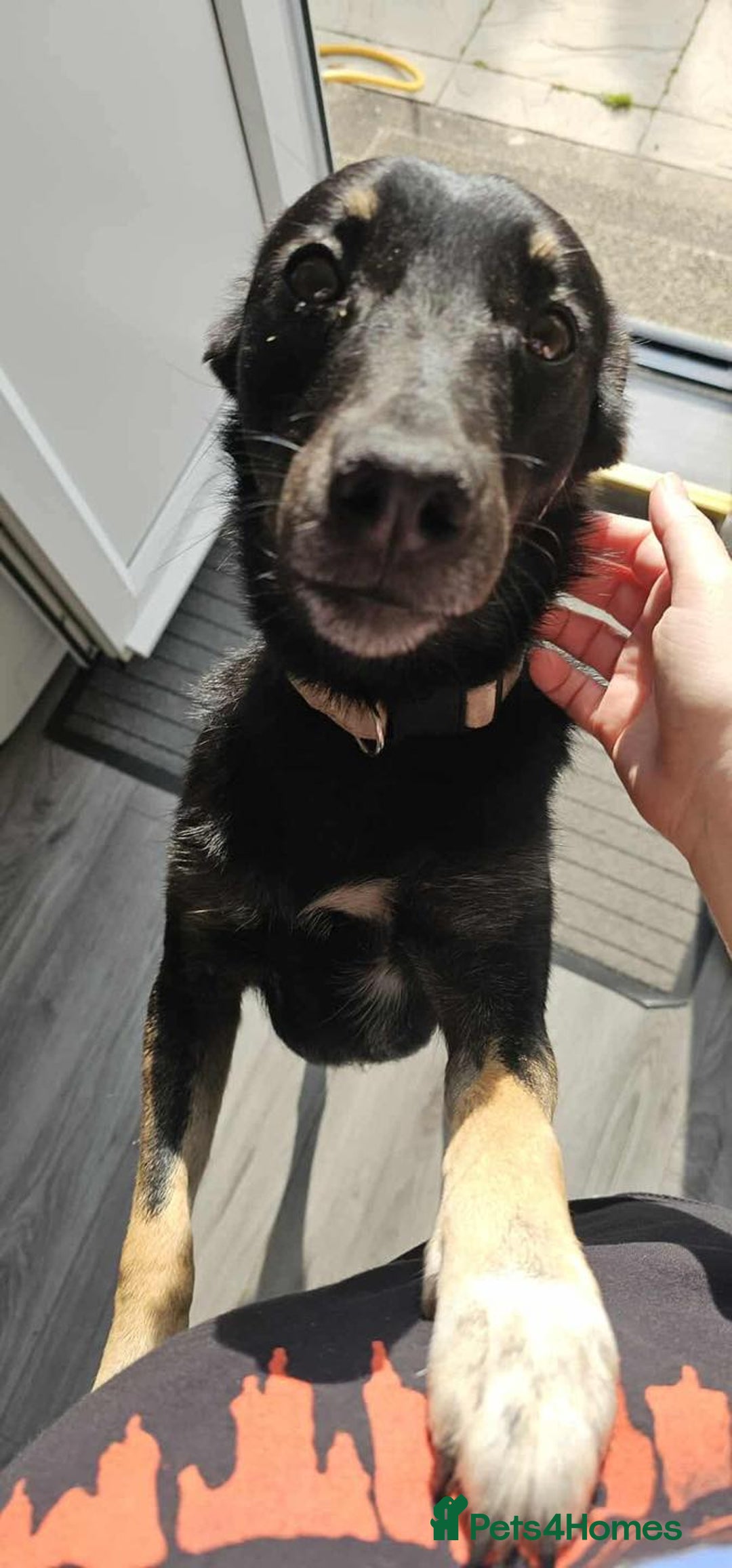 Mixed Breed dogs for adoption: Meet Roxy  - Image 2