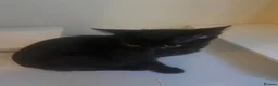 Bombay cats for sale: Shadow - Advert 1