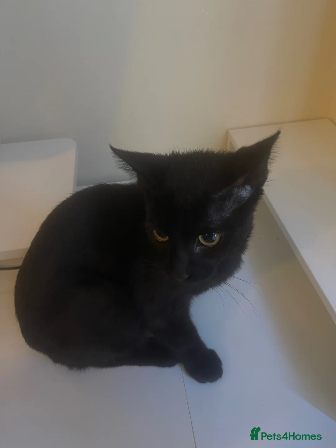 Bombay cats for sale: Shadow - Advert 1