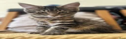 Mixed Breed cats for sale: European beautiful little girl - Advert 21