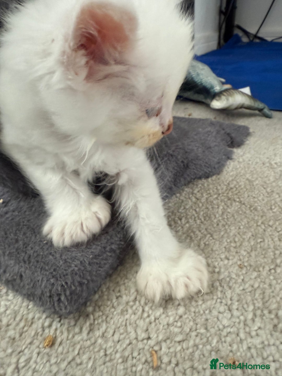 Maine Coon cats for sale: Maine Coon Kittens some polydactyl - only 2 left! - Image 37