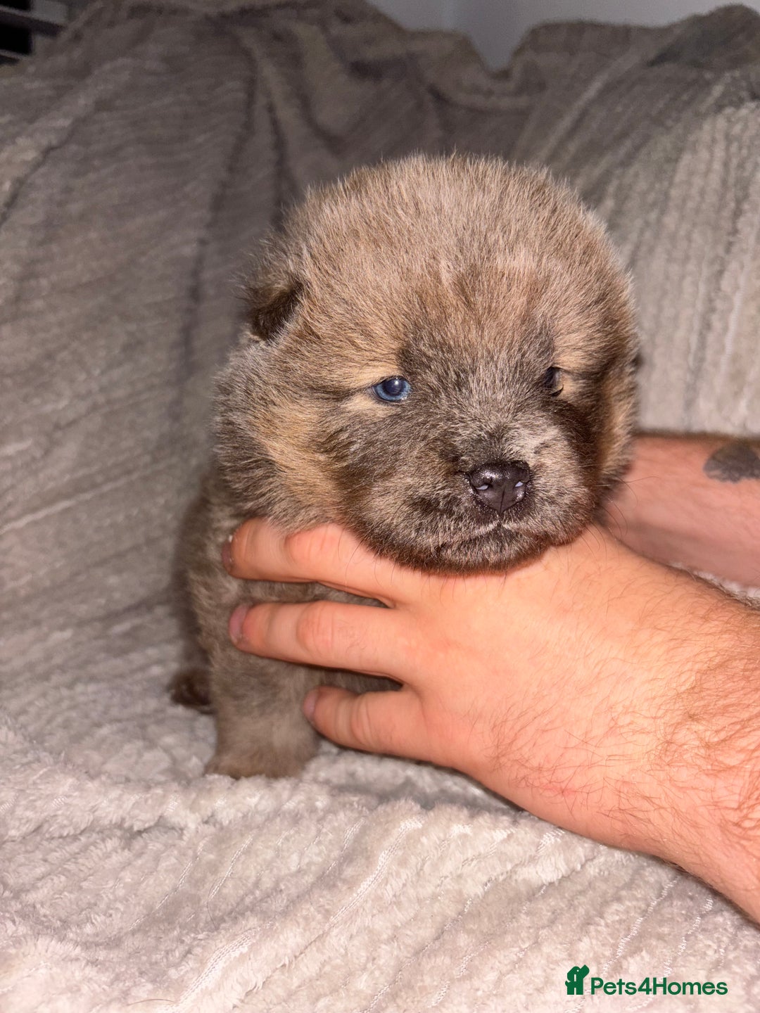 Chow Chow dogs for sale: Merle Chow Chow Pups 🐻 - Image 11