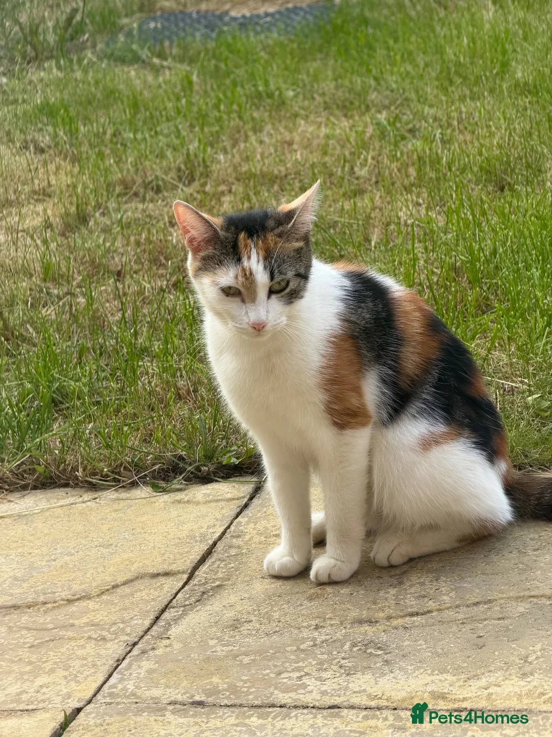 British Shorthair cats for sale: Beautiful Kittens Looking for Loving Homes  in Luton - Advert 21