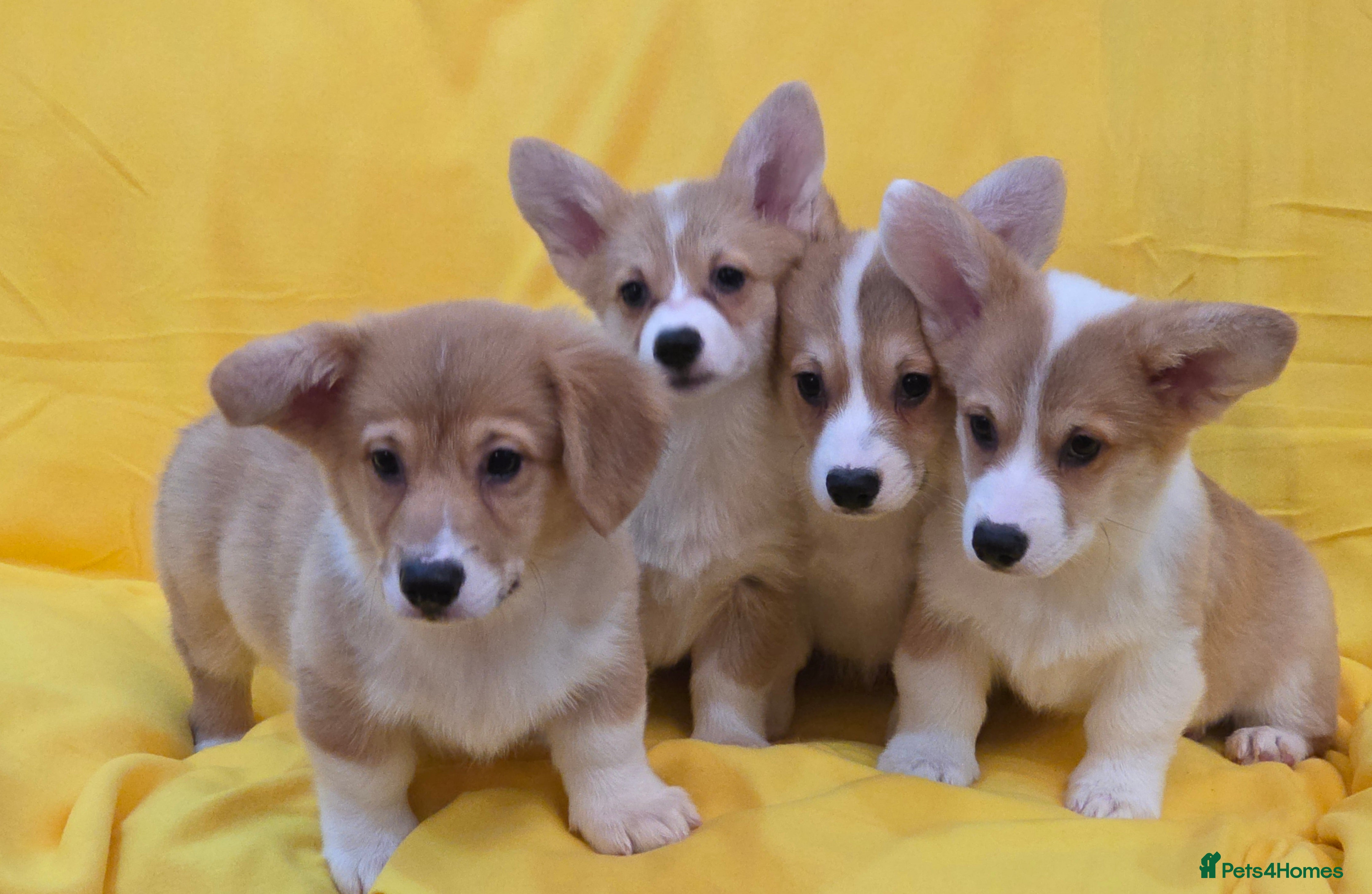 Welsh Corgi Pembroke dogs 33rd Generation KC Mixed Tail Pembroke Corgi Pups - Advert 1