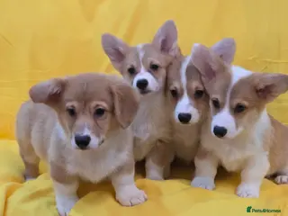 Welsh Corgi Pembroke dogs 33rd Generation KC Mixed Tail Pembroke Corgi Pups - Advert 1