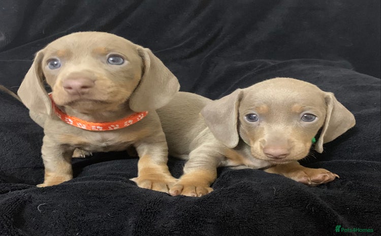 Miniature Dachshund dogs - Advert 10