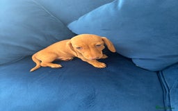 Miniature Dachshund dogs for sale: KC reg PRA clear smooth mini dachshund puppies - Image 13