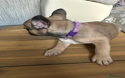 French Bulldog dogs for sale: Amazing french bulldog  - Image 9