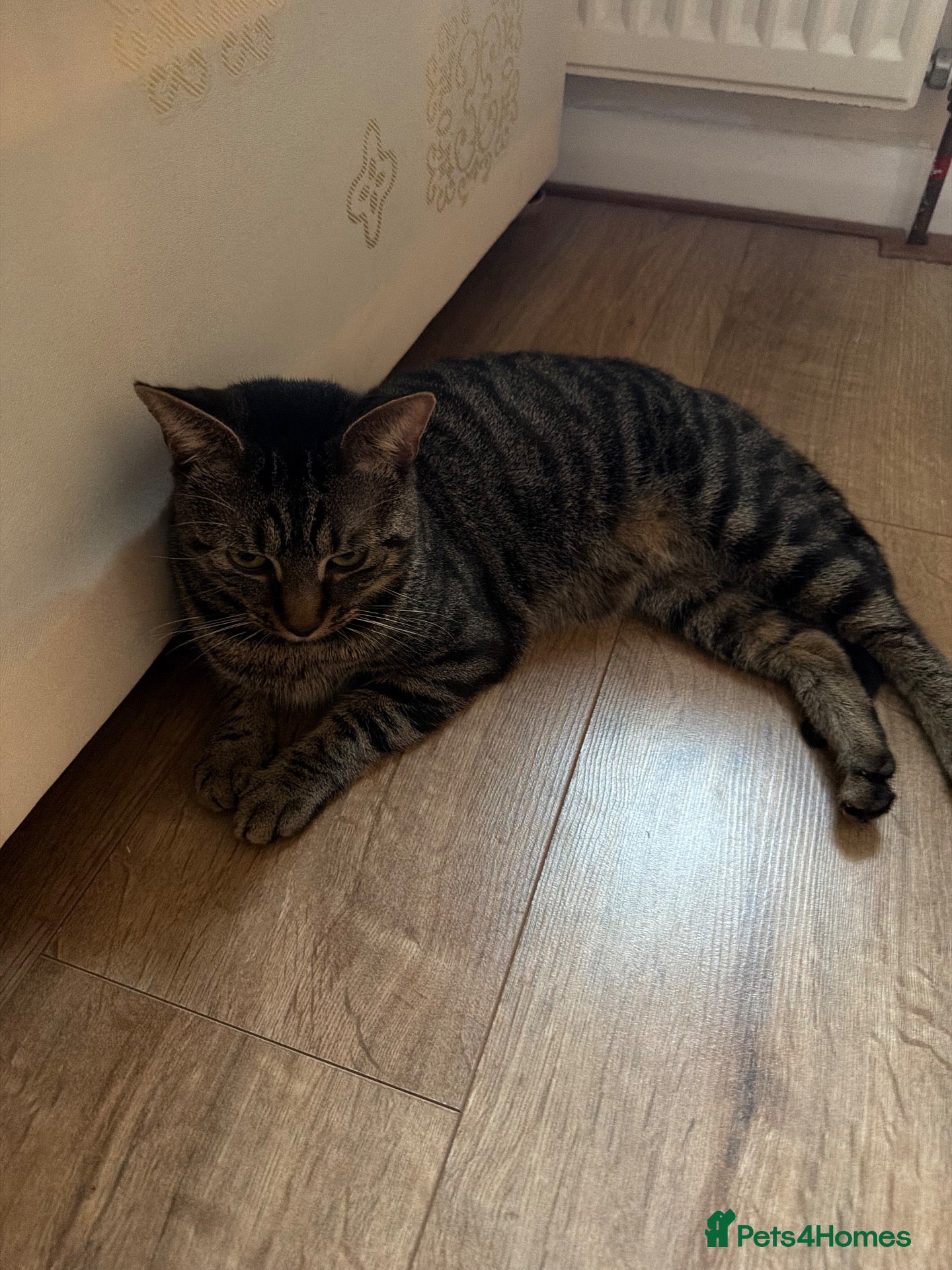 Domestic Shorthair cats Leo looking for a home :) - Advert 7