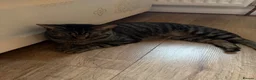 Domestic Shorthair cats for sale: Leo looking for a home :) - Advert 1