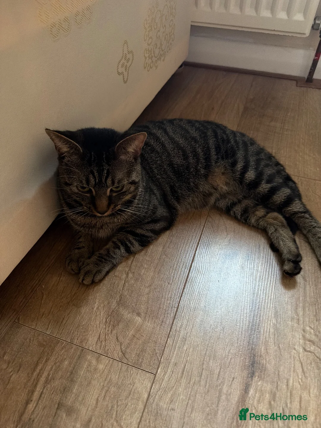 Domestic Shorthair cats for sale: Leo looking for a home :) - Advert 1