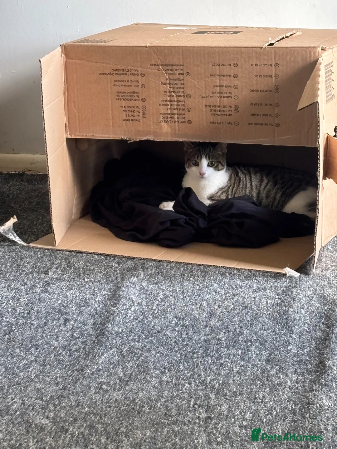 Mixed Breed cats for sale: Octavia & Emori Need a loving home together.  - Advert 2