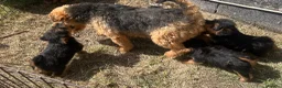 Welsh Terrier dogs for sale: Gorgeous Welsh Terrier Puppies - Advert 5