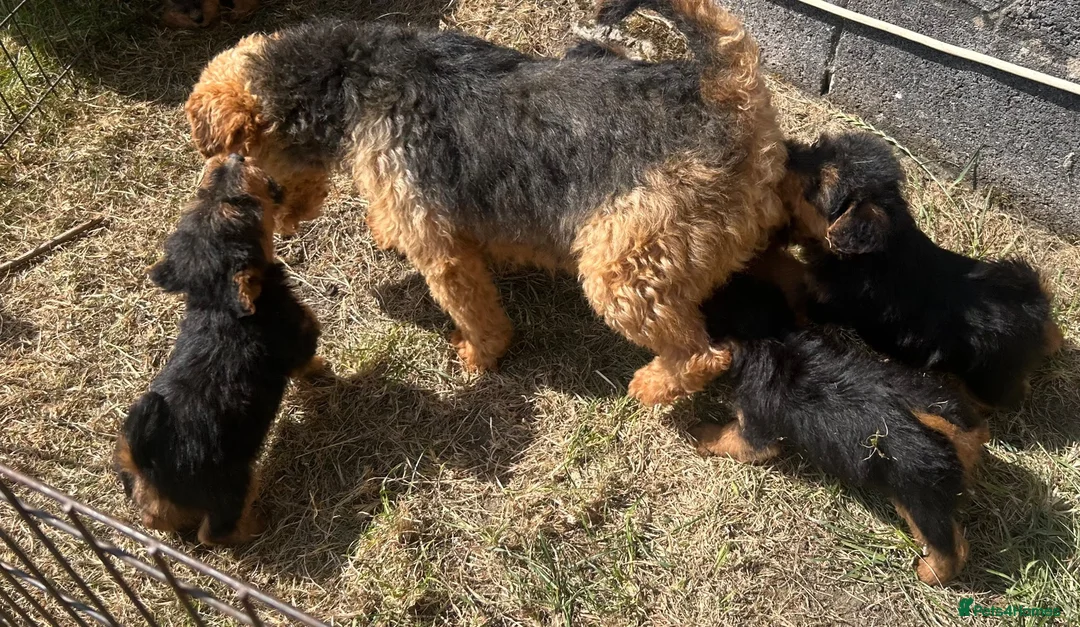 Welsh Terrier dogs for sale: Gorgeous Welsh Terrier Puppies - Advert 5