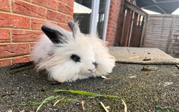 Angora rabbits for sale: Rabbits for adoption - Urgent - Image 8