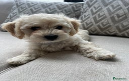 Cavachon dogs for sale: 2 Adorable boys ready for their forever homes 🐾 - Image 11