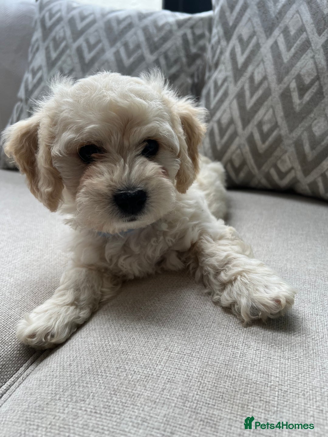 Cavachon dogs for sale: 2 Adorable boys ready for their forever homes 🐾 - Image 11