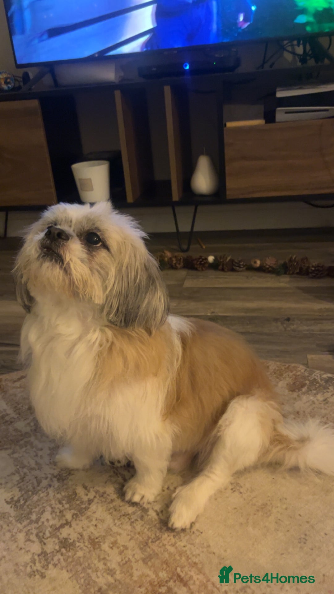 Mixed Breed dogs for stud: Mixed breed shih tzu/lassa- (Free)   - Advert 3