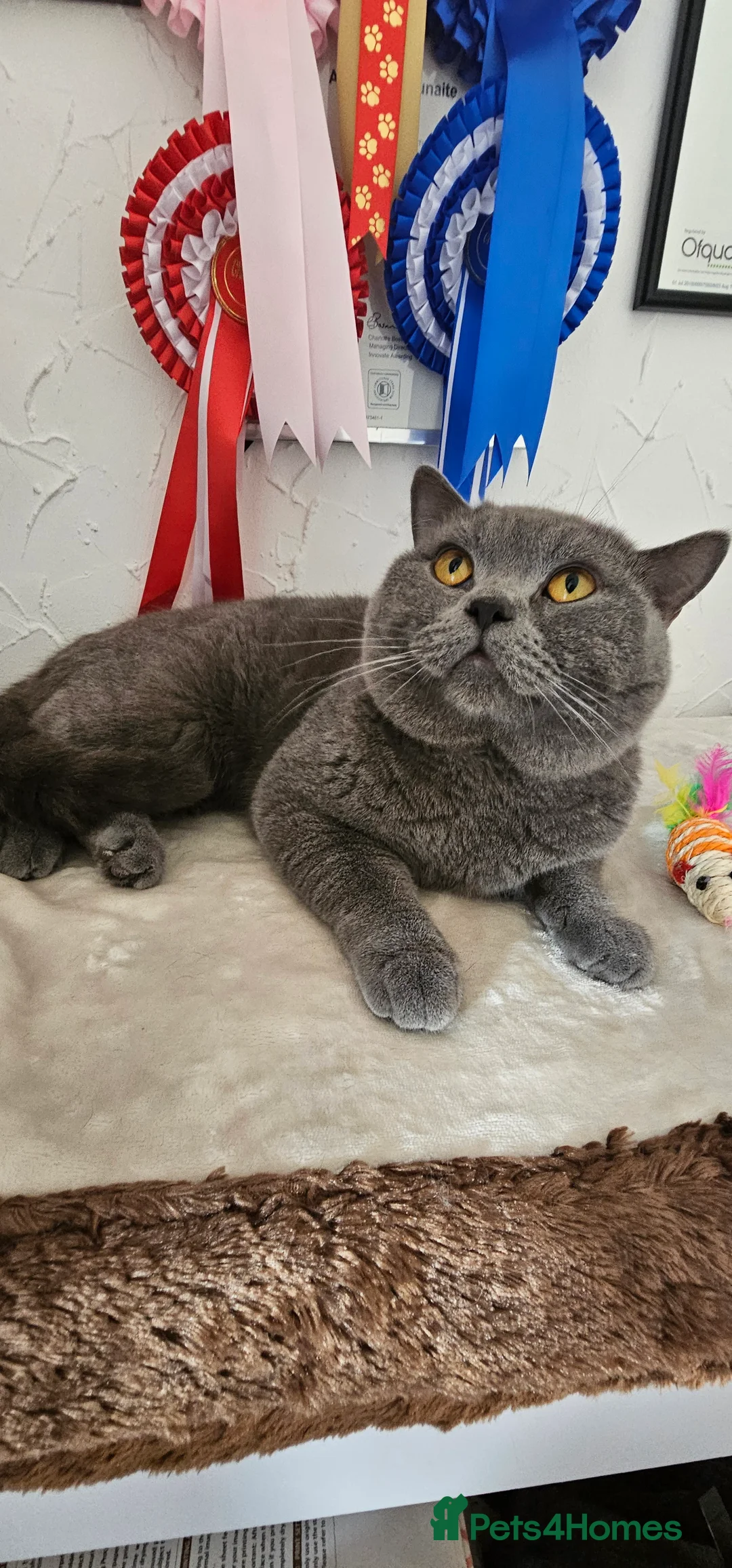 British Shorthair cats for stud: Perfect British Shorthair Stud in Leeds - Advert 2
