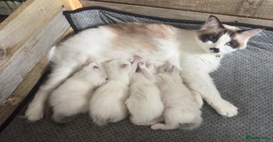 Ragdoll cats - Advert 5