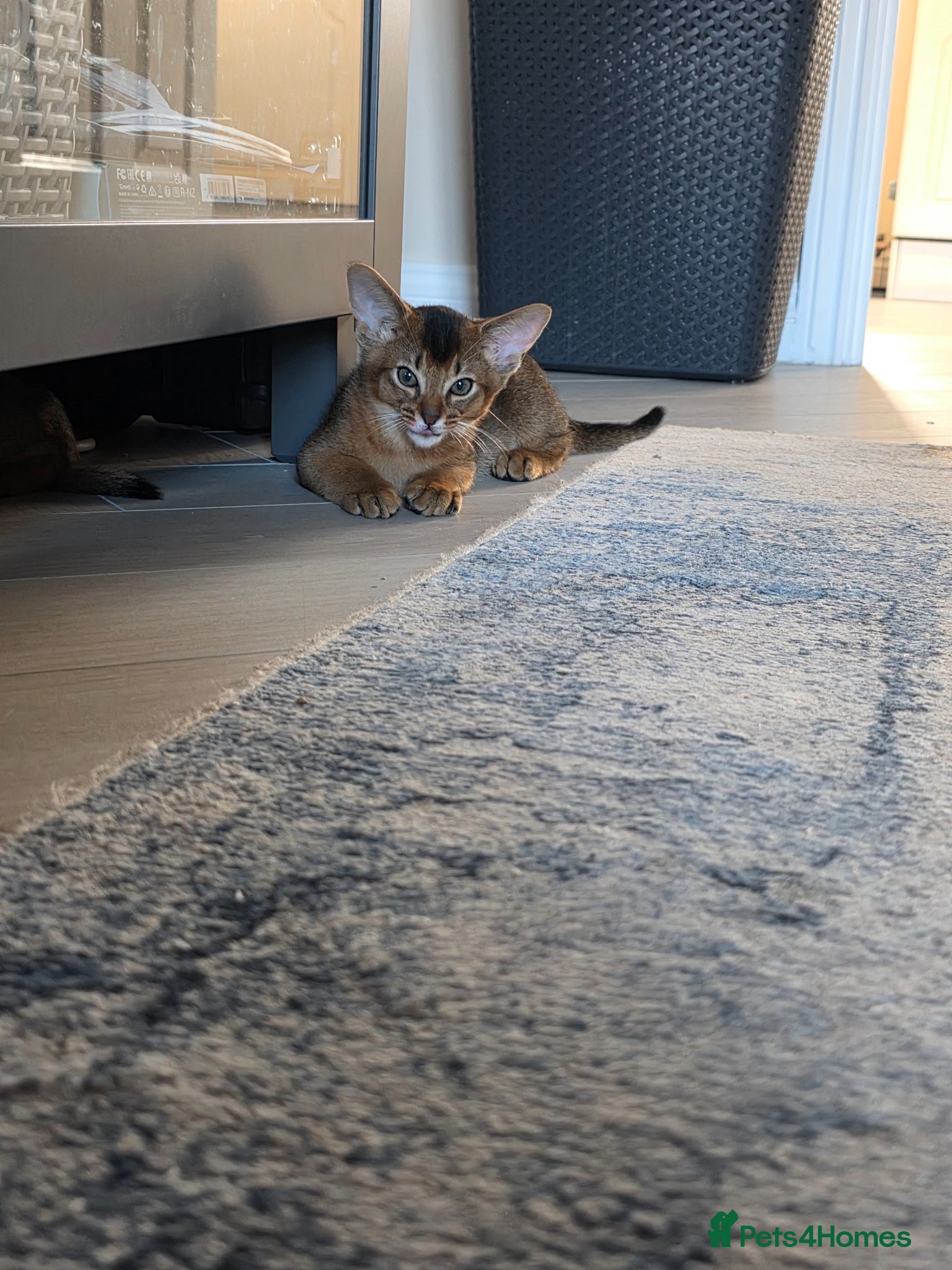 Abyssinian cats Last boy left ⭐️⭐️Pure Abyssinian kittens ⭐️⭐️ - Advert 1