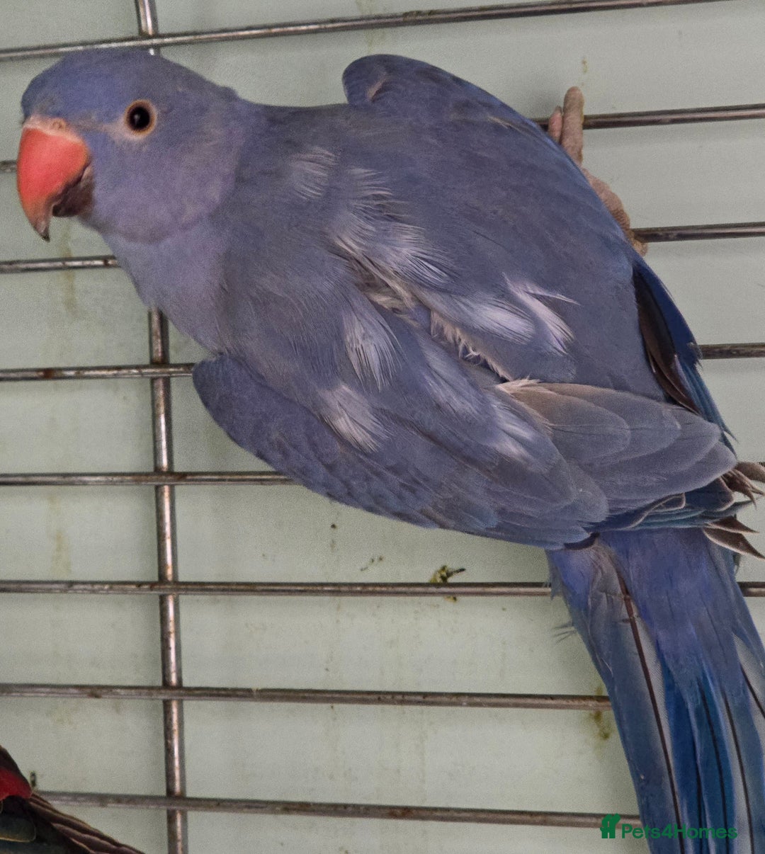 Ringnecks birds for sale: Cheeky Ringnecks, Alexandrine & Rock Pebblar!!! - Advert 6