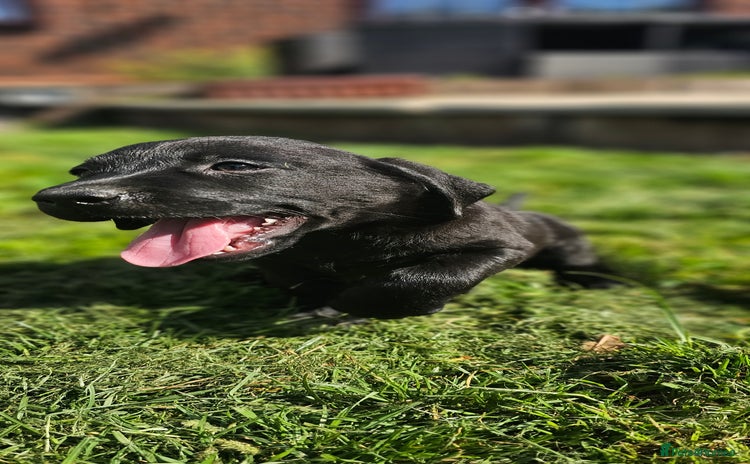 Labrador Retriever dogs - Advert 11