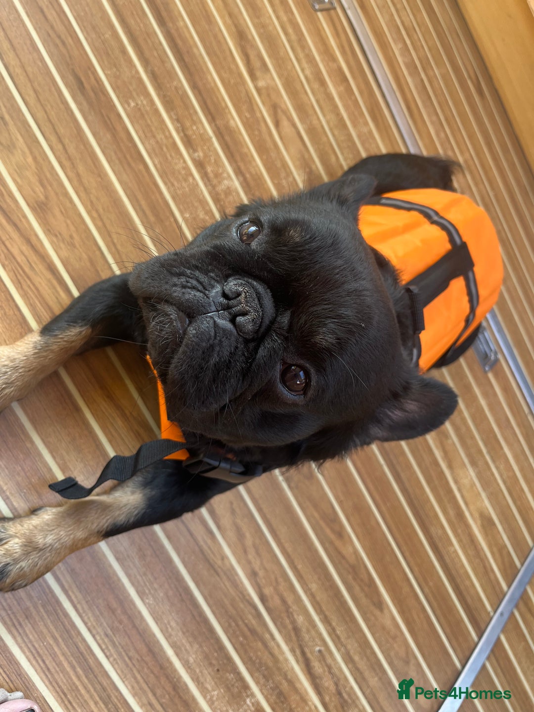 French Bulldog dogs for stud: Big fluffy frenchie boy - Image 4