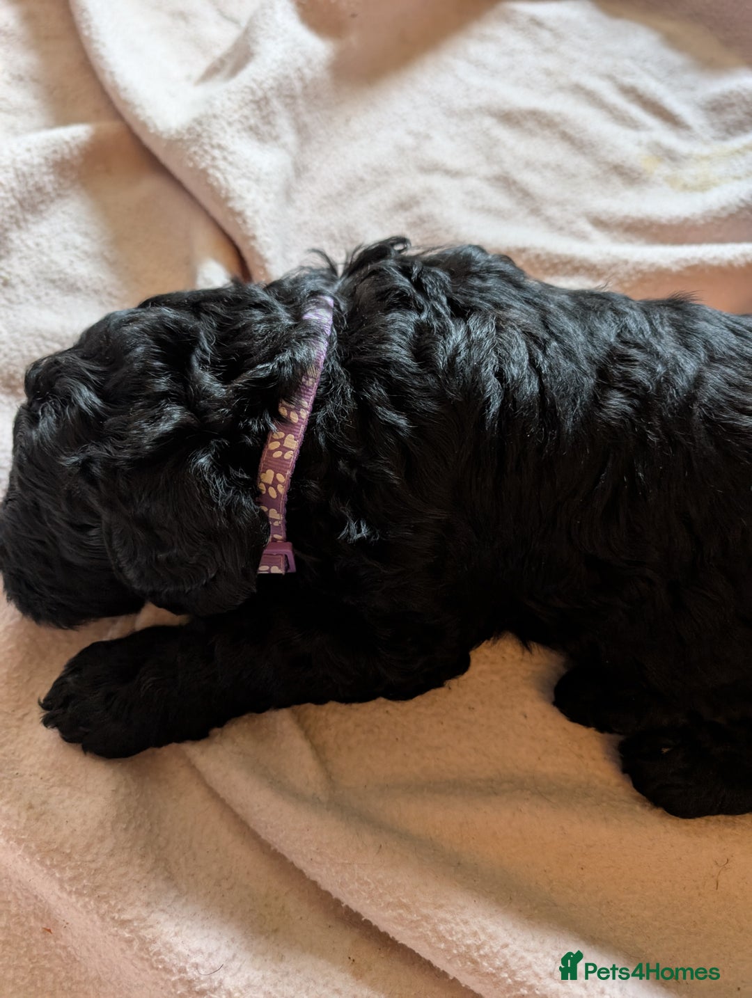 Goldendoodle dogs for sale: Golden doodle puppies for sale  - Image 11