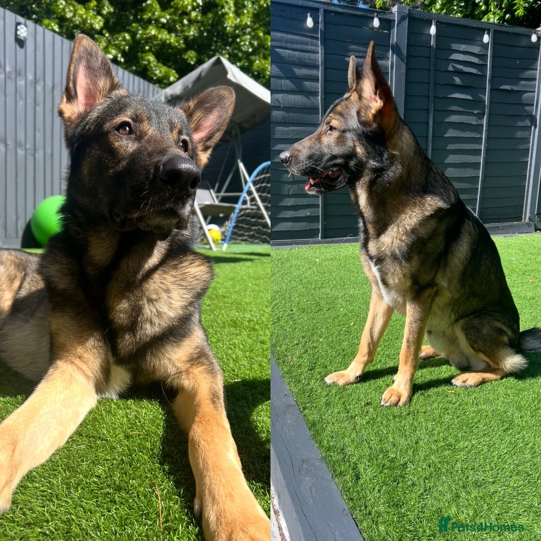 German Shepherd dogs for sale: German Shepherd Puppies, Ready to leave next week - Image 10