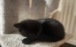 British Shorthair cats for sale: 3 kittens for sale - Advert 7