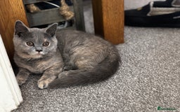 British Shorthair cats for sale: 2 stunning kittens  - Image 4