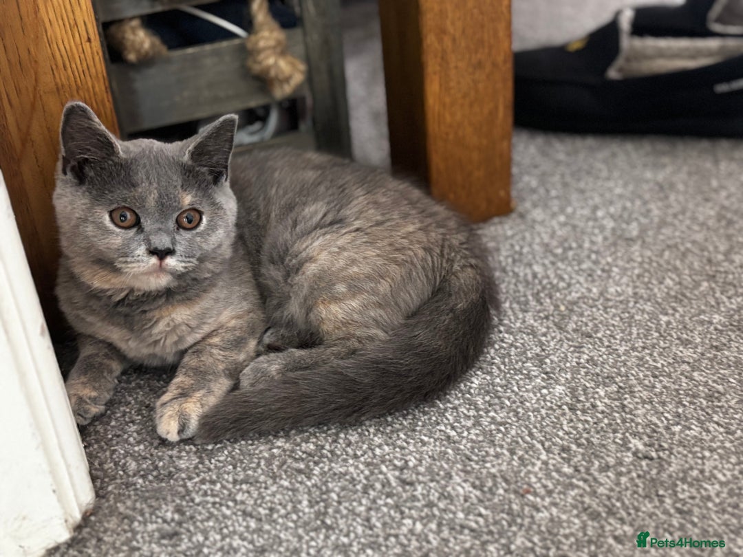 British Shorthair cats for sale: 2 stunning kittens  - Image 4