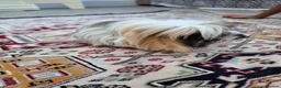 Guinea Pig rodents for sale: 1 year old Peruvian silkies in Purley - Advert 7