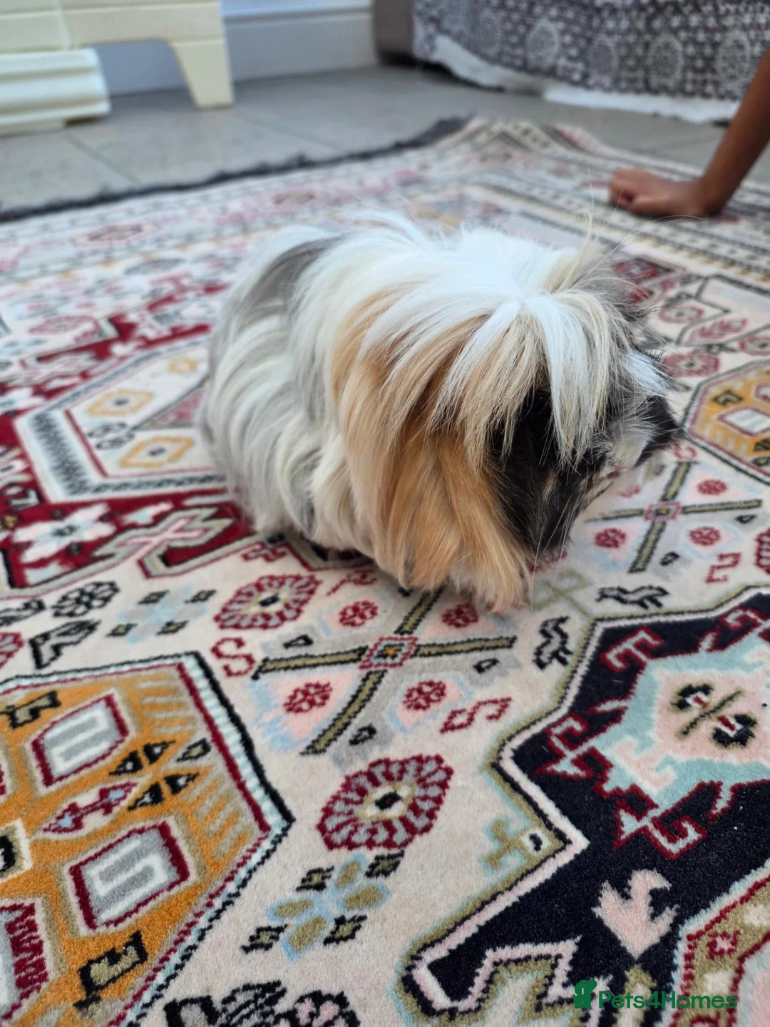 Guinea Pig rodents for sale: 1 year old Peruvian silkies in Purley - Advert 7