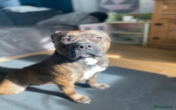 American Bully dogs for sale: Classic American Bully - Image 1