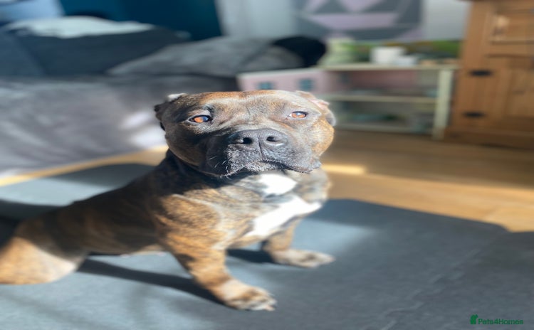 American Bully dogs - Advert 1