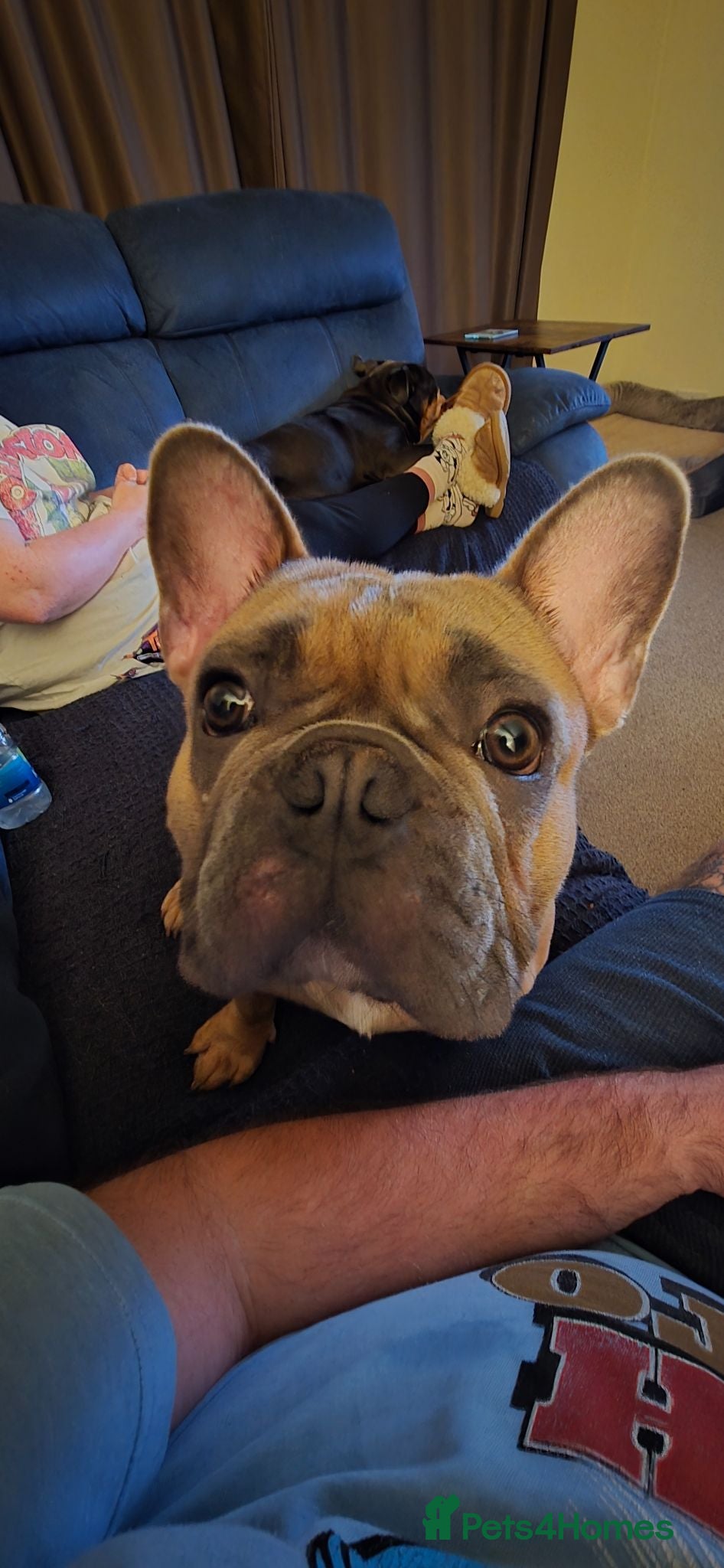 French Bulldog dogs 13 .onth old male french bulldog - Advert 1